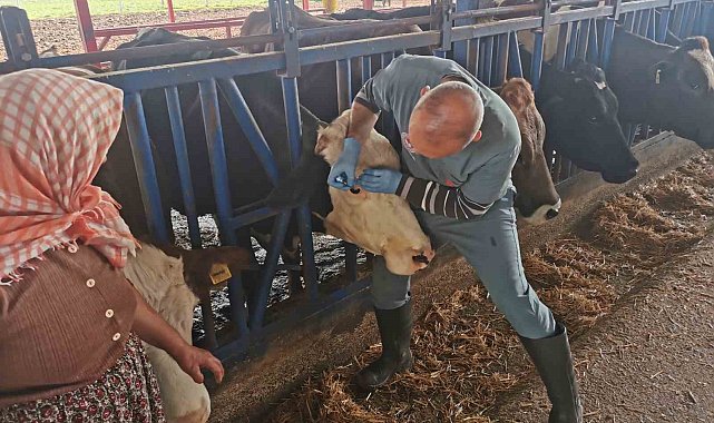 Bozdoğan'da aşı ve küpeleme çalışmaları sürüyor