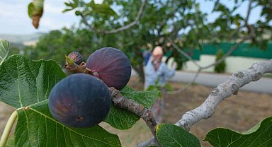 Bozdoğan'da bir yılda 2 bin incir fidanı toprakla buluştu