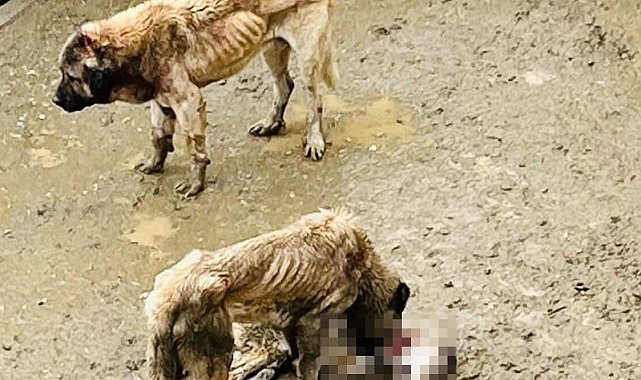 Bozüyük Belediyesi'ne ait barınakta aç kalan köpekler birbirini yedi