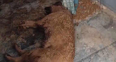 Bucak Belediyesi Sokak Hayvanları Bakımevi ve Rehabilitasyon Merkezi'nde feci görüntüler