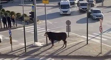 Bursa'da kaçan boğa trafiği karıştırdı, Ankara yolunda metrelerce koştu