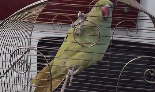 Bursa'da kaçak hayvan ticareti denetim