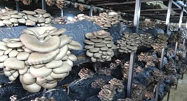 Çarşamba'da istiridye mantarı üretimi artıyor