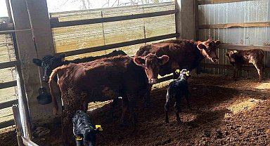 Çaycuma'da yeni doğan buzağılar kayıt altına alındı