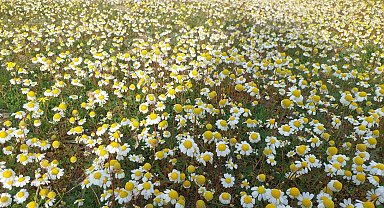 Dağlar çiçek açtı, arıcılar umutlandı