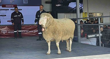 Damızlık koçta rekor, açık artırmada 1 milyonluk satış