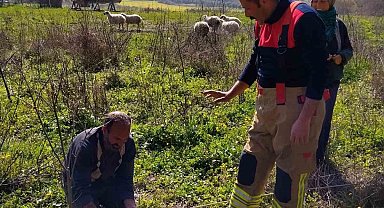 Defne'de kuyuya düşen kuzuyu itfaiye kurtardı