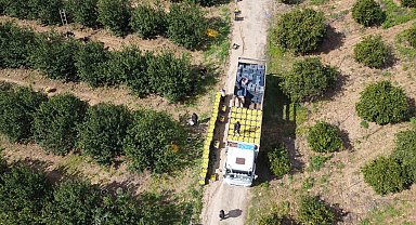 Dikenli limon üreticinin yüzünü güldürdü