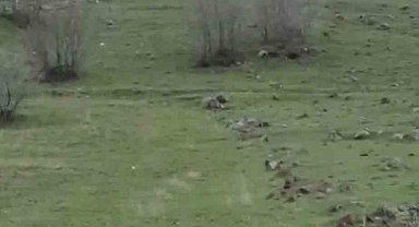 Diyarbakır'da kurt sürüsü görüntülendi