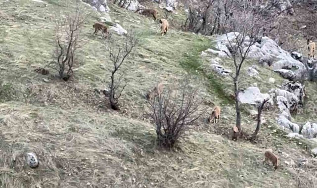 Diyarbakır'da nesli koruma altında olan dağ keçileri görüldü