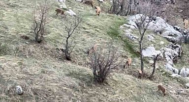 Diyarbakır'da nesli koruma altında olan dağ keçileri görüldü