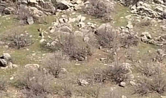 Diyarbakır'da sürü halinde dağ keçileri görüntülendi