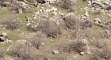 Diyarbakır'da sürü halinde dağ keçileri görüntülendi