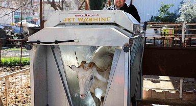 Döşemealtı'nda küçükbaş hayvanlara ücretsiz parazit uygulaması