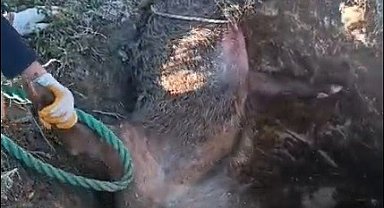 Düştüğü çukurda mahsur kalan yaban domuzunu vatandaşlar kurtardı