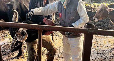 Efeler'de 15 bin hayvan aşılandı