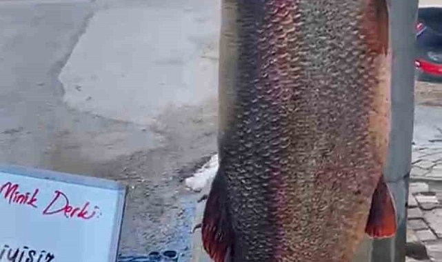 Elazığ'da 97 kilogram turna balığı yakalandı