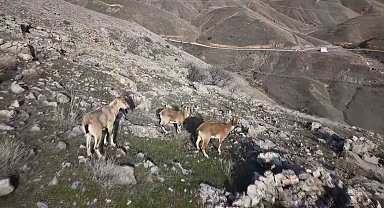 Elazığ'da dağ keçileri dron ile görüntülendi