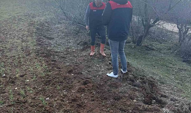 Elazığ'da tarla faresi sürvey çalışması