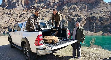 Elazığ'da yaralı dağ keçisi için ekipler seferler oldu