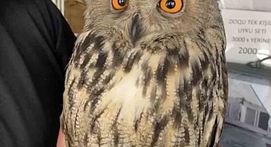 Elazığ'da yaralı halde bulunan puhu ekiplere teslim edildi