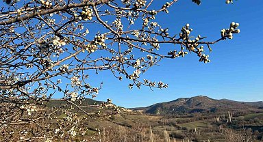 Emet'te badem ağaçları çiçek açtı