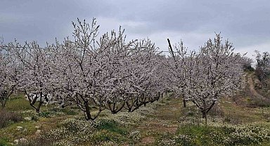 Erken çiçek açan ağaçlar don tehlikesiyle karşı karşıya