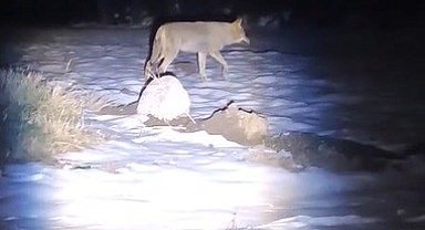 Erzincan'da aç kalan kurtlar köye indi