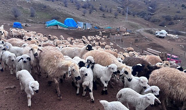 Erzincan'da baharın gelişiyle koyun-kuzu buluşmaları renkli görüntüler sundu
