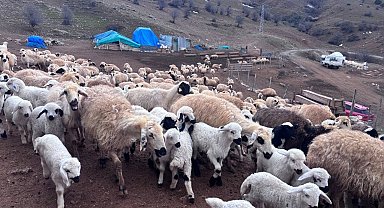 Erzincan'da baharın gelişiyle koyun-kuzu buluşmaları renkli görüntüler sundu