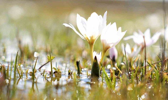 Erzincan'da kardelenler baharın müjdesini verdi