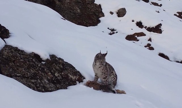 Erzincan'da "Doğadaki Kız" nesli tükenme tehlikesi altındaki vaşağı görüntüledi