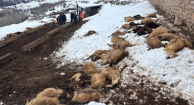 Erzincan'da yemden zehirlendikleri düşünülen 80 koyun telef oldu