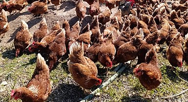 Ev kiraları şehirden kaçırdı, köyde "gezen tavuk" çiftliği kurdu