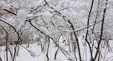 Fındıkta don endişesine bilimsel açıklama: "Şu an risk yok, fayda var"