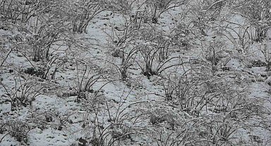 Fındıkta zirai don tehlikesi devam ediyor