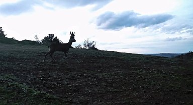 Ganos Dağları'nda karacalar fotokapana yakalandı