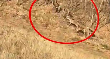 Geyik sürüsü kameraya böyle takıldı