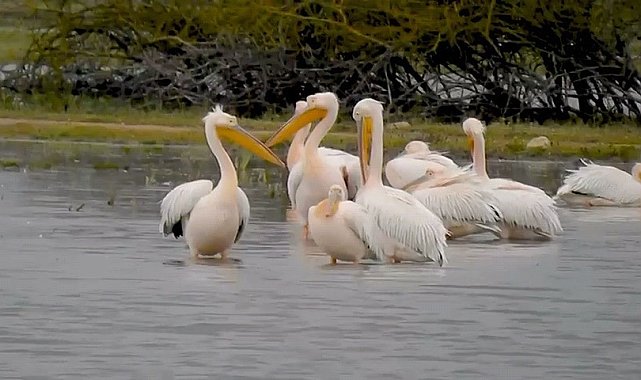 Göç eden pelikanlar Bursa'da mola verdi