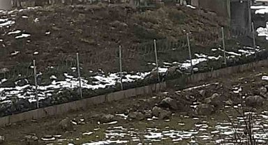 Göç yolculuğundaki leylekler Sakarya'da mola verdi