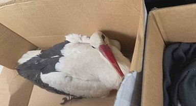 Göç yolundaki leyleklere av tüfeğiyle ateş ettiler
