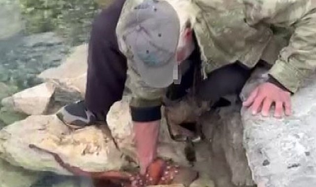 Görenler gözlerine inanamadı: Kayalıktaki dev ahtapotu elleriyle avladı