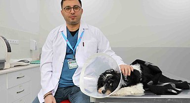 Görenler gözlerine inanamadı: Köpeğin karnından 140 taş çıktı