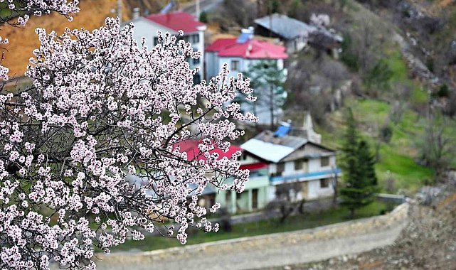Gümüşhane'de baharın renkleri kışın beyazıyla kucaklaştı