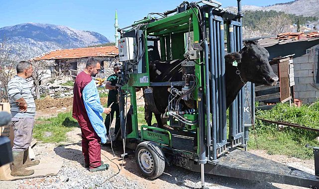 Gündoğmuşlu üreticilerin büyükbaş hayvanlarına tırnak bakım desteği