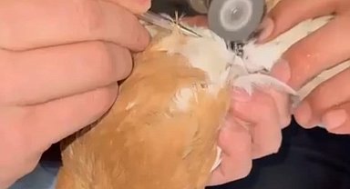 Güvercinin ayağına dolanan demir bilezik itfaiye ekibince çıkartıldı