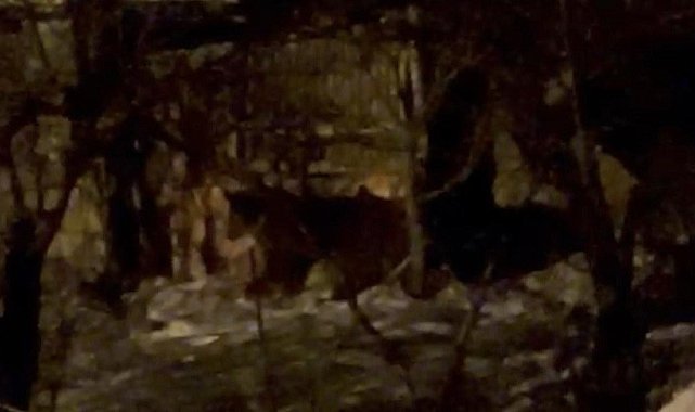 Hakkari'de aç ayılar mahalleye indi