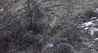 Hasköy'de tilkilerin dron ile imtihanı