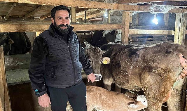 Hasta doğan buzağıları buhar makinesiyle hayata bağlıyor