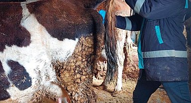 Hisarcık'ta şap hastalığı için büyükbaş hayvanlardan kan numunesi alındı